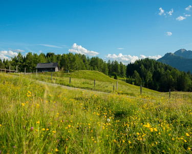 Natural landscape with flower meadow | Snow Space Salzburg