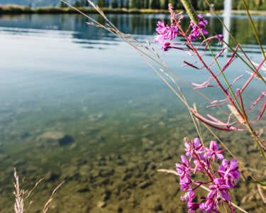 Delicate purple flowers in the foreground with the calm surface of a lake in Snow Space Salzburg in the background