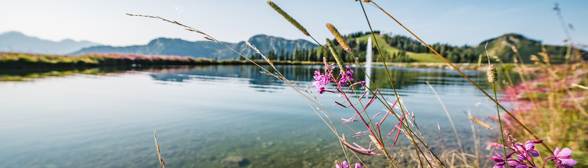 Blumen am Wasser | Snow Space Salzburg