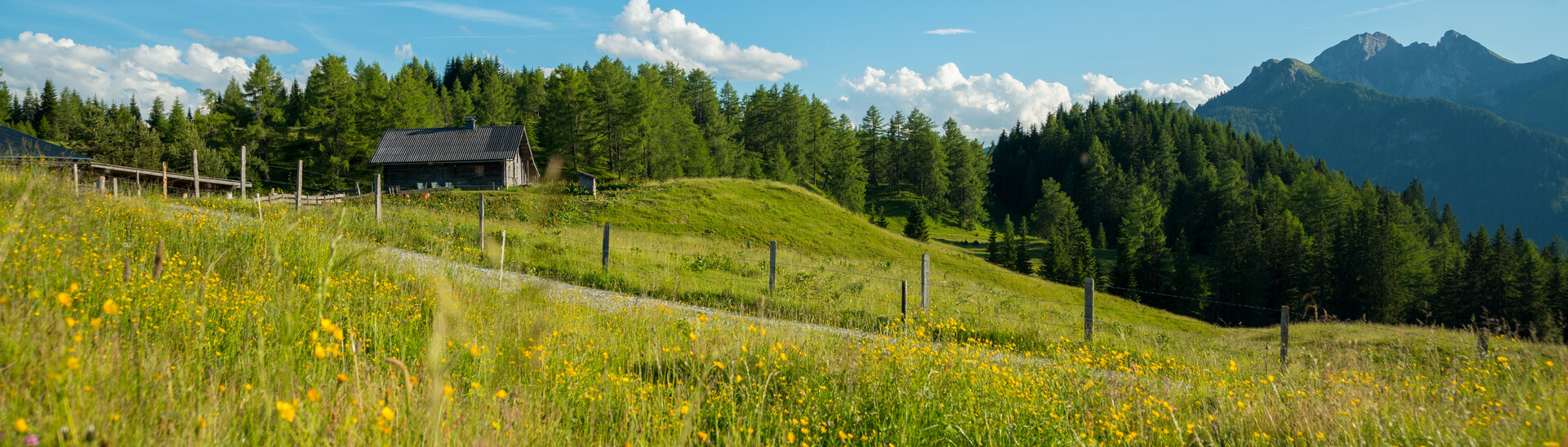 Naturlandschaft mit Blumenwiese | Snow Space Salzburg